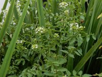 Nasturtium microphyllum 12, Slanke waterkers, Saxifraga-Ed Stikvoort