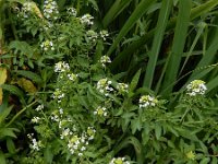 Nasturtium microphyllum 14, Slanke waterkers, Saxifraga-Ed Stikvoort