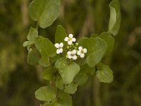 Nasturtium microphyllum 2, Slanke waterkers, Saxifraga-Jan van der Straaten