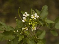 Nasturtium microphyllum 3, Slanke waterkers, Saxifraga-Jan van der Straaten