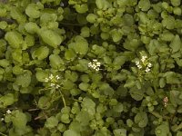 Nasturtium microphyllum 5, Slanke waterkers, Saxifraga-Jan van der Straaten