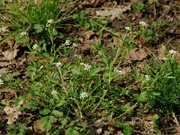 Nasturtium microphyllum 6, Slanke waterkers, Saxifraga-Willem van Kruijsbergen