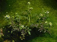 Nasturtium microphyllum 9, Slanke waterkers, Saxifraga-Ed Stikvoort