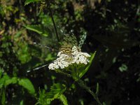 Nemoptera sinuata 1, Saxifraga-Ed Stikvoort