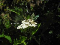 Nemoptera sinuata 2, Saxifraga-Ed Stikvoort