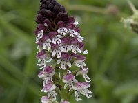 Neotinea ustulata 69, Aangebrande orchis, Saxifraga-Willem van Kruijsbergen