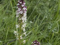 Neotinea ustulata 71, Aangebrande orchis, Saxifraga-Willem van Kruijsbergen