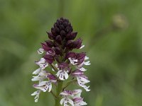 Neotinea ustulata 72, Aangebrande orchis, Saxifraga-Willem van Kruijsbergen