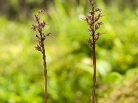 Neottia cordata 33, Kleine keverorchis, Saxifraga-Luuk Vermeer