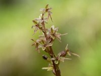 Neottia cordata 34, Kleine keverorchis, Saxifraga-Luuk Vermeer