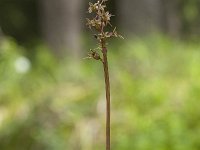 Neottia cordata 35, Kleine keverorchis, Saxifraga-Luuk Vermeer