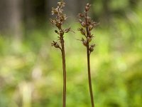 Neottia cordata 36, Kleine keverorchis, Saxifraga-Luuk Vermeer