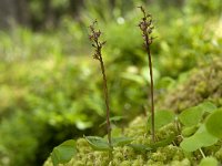 Neottia cordata 37, Kleine keverorchis, Saxifraga-Luuk Vermeer