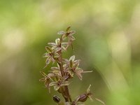 Neottia cordata 38, Kleine keverorchis, Saxifraga-Luuk Vermeer