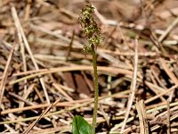 Neottia cordata 40, Kleine keverorchis, Saxifraga-Sonja Bouwman  1084. Kleine keverorchis - Neottia cordata - Orchidacea familie (i)