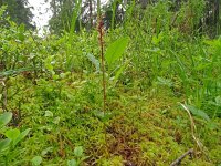 Neottia cordata 43, Kleine keverorchis, Saxifraga-Hans Grotenhuis