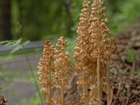 Neottia nidus-avis 43, Vogelnestje, Saxifraga-Luuk Vermeer