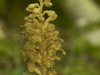 Neottia nidus-avis 49, Vogelnestje, Saxifraga-Willem van Kruijsbergen