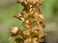 Neottia nidus-avis 51, Vogelnestje, Saxifraga-Sonja Bouwman  1056. Vogelnestje - Neottia nidus-avis - Orchidaceae famile (i) Leiden