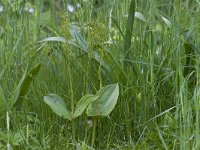 Neottia ovata 72, Grote keverorchis, Saxifraga-Jan Nijendijk