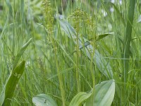 Neottia ovata 74, Grote keverorchis, Saxifraga-Jan Nijendijk