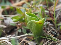 Neottia ovata 76, Grote keverorchis, Saxifraga-Hans Dekker