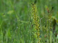 Neottia ovata 78, Grote keverorchis, Saxifraga-Hans Dekker