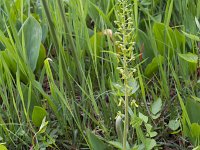 Neottia ovata 79, Grote keverorchis, Saxifraga-Jan Nijendijk