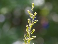 Neottia ovata 80, Grote keverorchis, Saxifraga-Jan Nijendijk