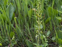 Neottia ovata 81, Grote keverorchis, Saxifraga-Jan Nijendijk