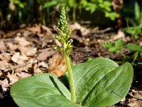 Neottia ovata 84, Grote keverorchis, Saxifraga-Sonja Bouwman  695. Grote keverorchis - Neottia ovata - Orchidaceae familie (i)