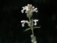 Nepeta nepetella 1, Saxifraga-Marijke Verhagen