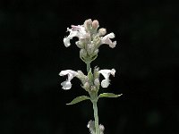 Nepeta nepetella 2, Saxifraga-Marijke Verhagen