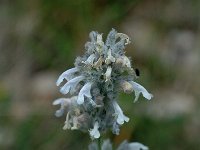 Nepeta nepetella 3, Saxifraga-Jan van der Straaten