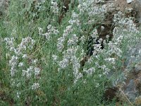 Nepeta nepetella 4, Saxifraga-Jan van der Straaten