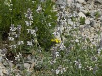 Nepeta nepetella 5, Saxifraga-Willem van Kruijsbergen