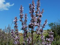 Nepeta nuda 7, Saxifraga-Ed Stikvoort