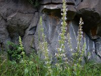 Nepeta sulphurea