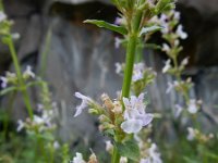 Nepeta sulphurea 3, Saxifraga-Ed Stikvoort