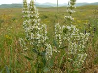 Nepeta sulphurea 5, Saxifraga-Ed Stikvoort