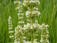 Nepeta sulphurea 6, Saxifraga-Ed Stikvoort