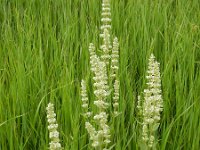 Nepeta sulphurea 8, Saxifraga-Ed Stikvoort