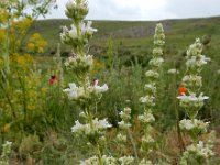 Nepeta sulphurea 9, Saxifraga-Ed Stikvoort