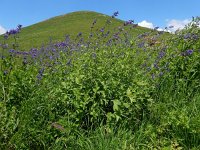 Nepeta zangezura