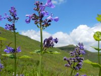 Nepeta zangezura 2, Saxifraga-Ed Stikvoort