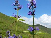 Nepeta zangezura 4, Saxifraga-Ed Stikvoort