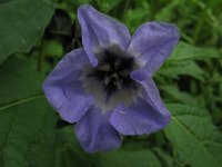 Nicandra physalodes 1, Zegekruid, Saxifraga-Rutger Barendse