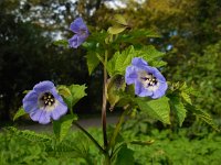 Nicandra physalodes 10, Zegekruid, Saxifraga-Ed Stikvoort