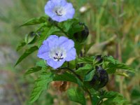 Nicandra physalodes 11, Zegekruid, Saxifraga-Ed Stikvoort