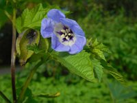 Nicandra physalodes 12, Zegekruid, Saxifraga-Ed Stikvoort